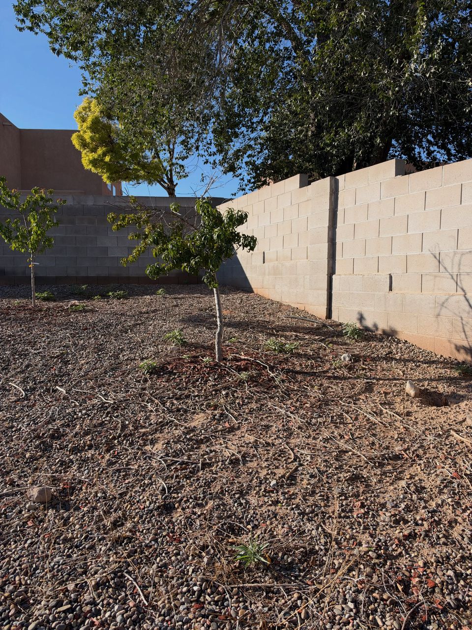 A cleared gravel backyard with young trees along a block wall and a big cottonwood behind.