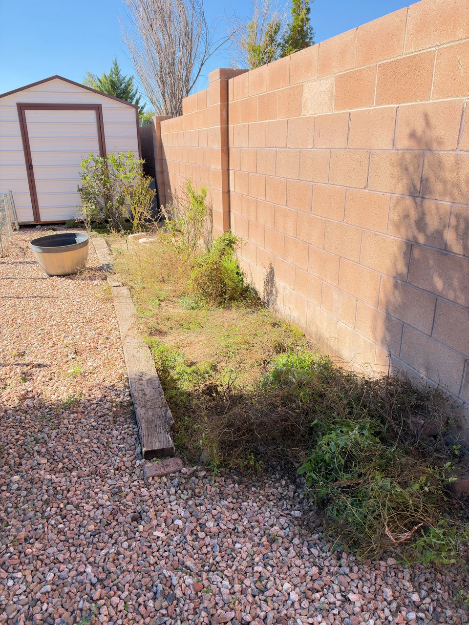 A narrow side yard beside a shed, the planter bed overgrown with weeds, before the cleanup.